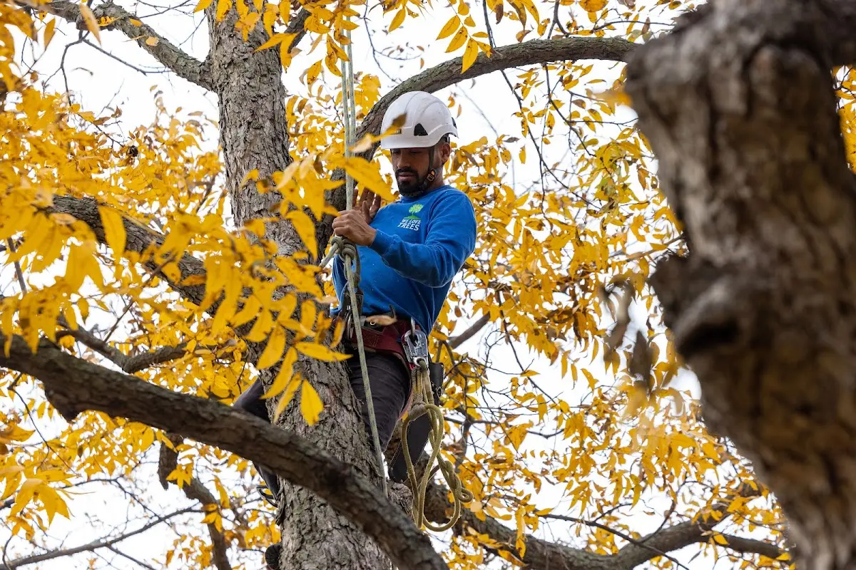 Skilled Storm Damage Cleanup crew working in Artie